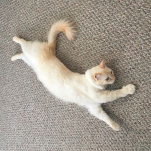 Meet your Posher, Sheila